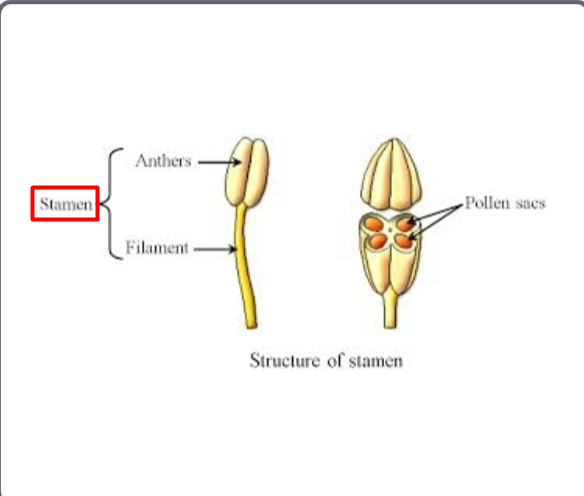 <p>Stamen</p>