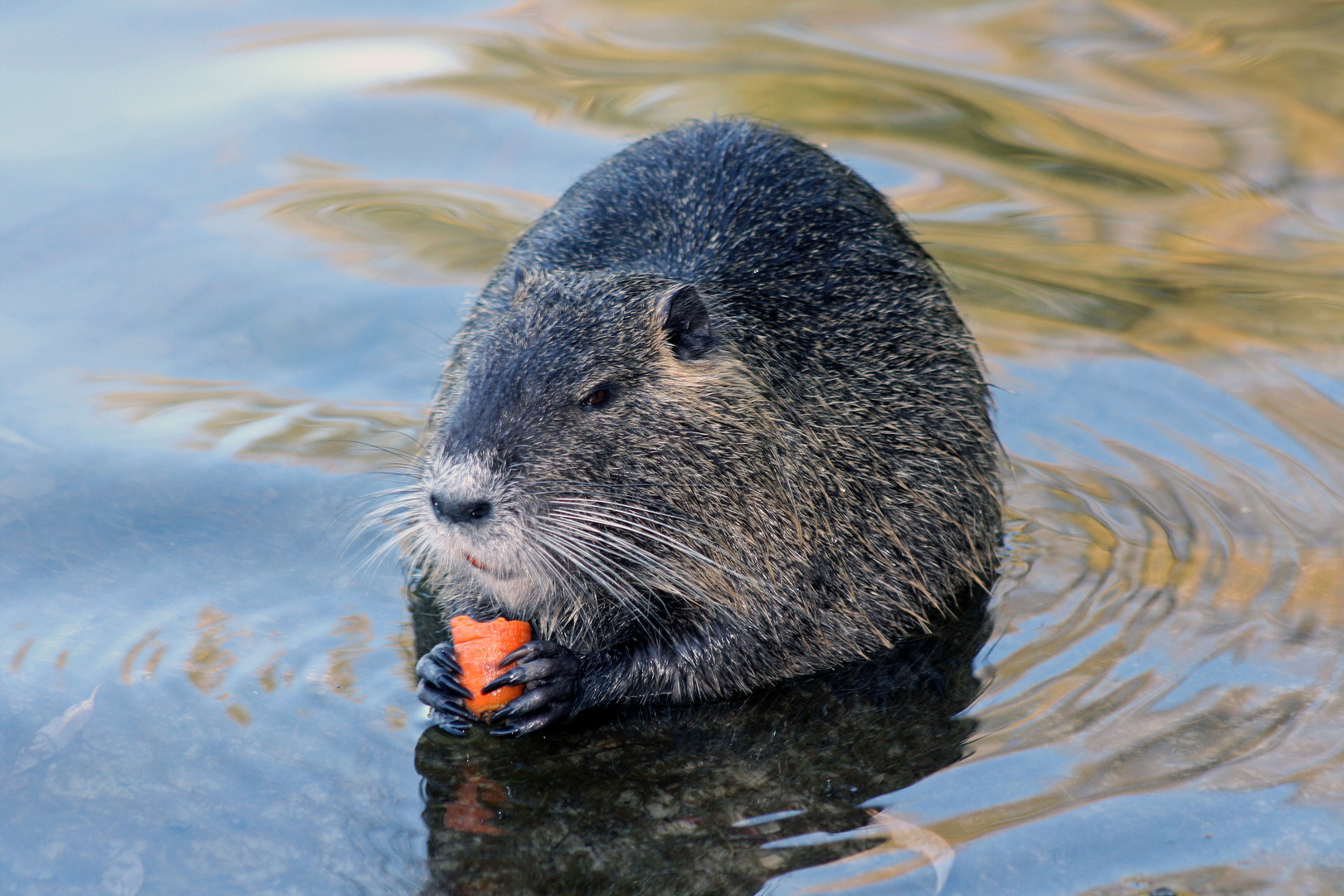 a person who likes being in water, sea or a coybu animal (in photo)
