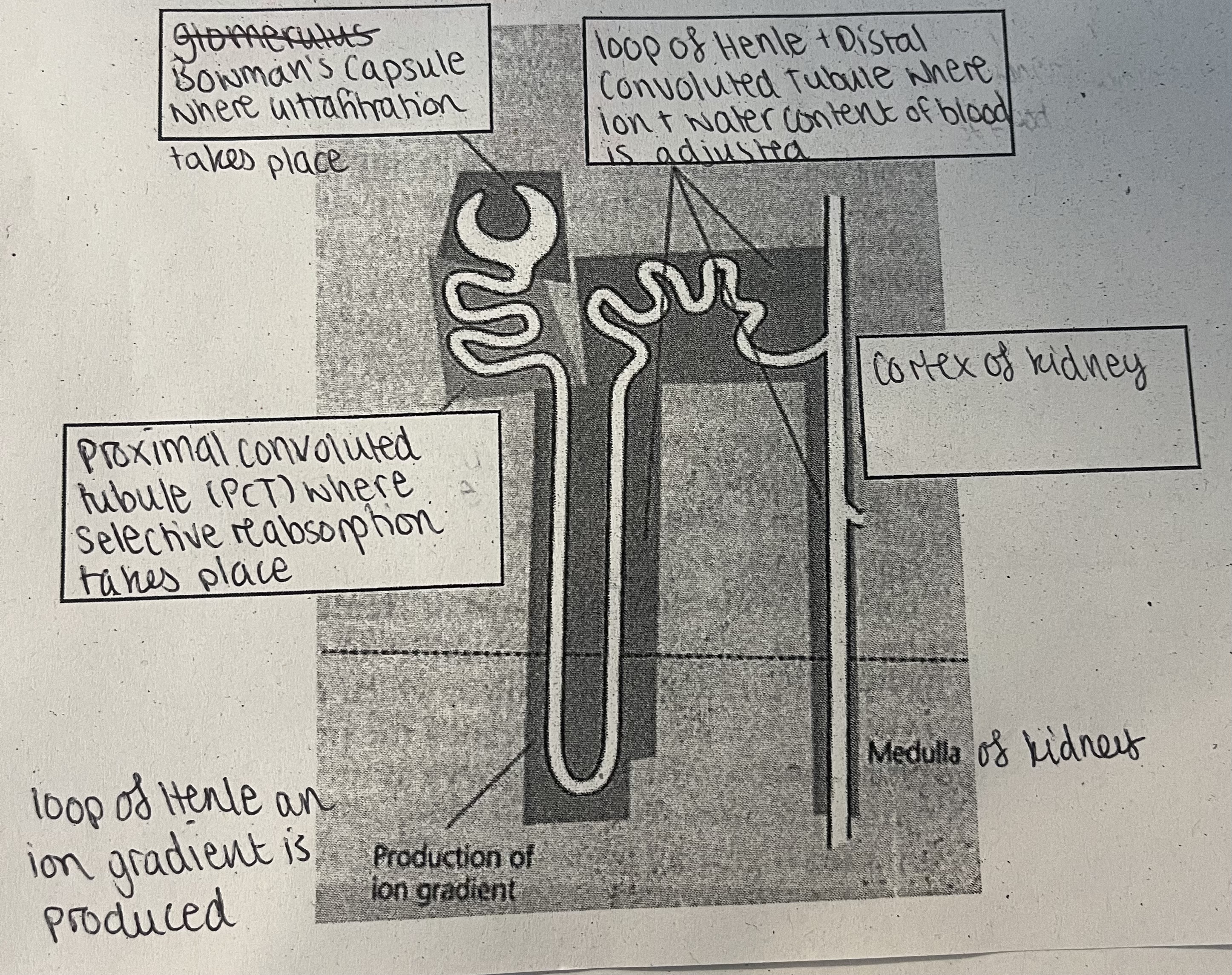 knowt flashcard image
