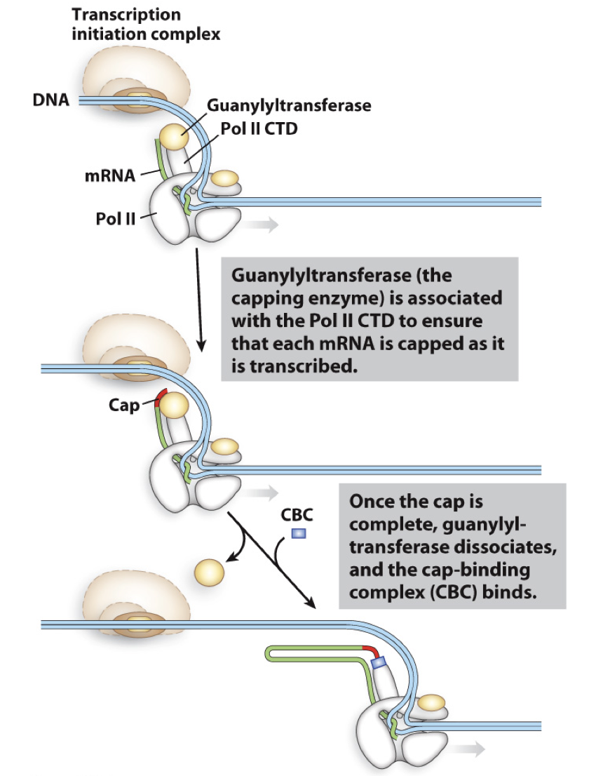 <ul><li><p>enzyme - guanyltransferase</p></li><li><p>attached to CTD domain (phosphorylated) of pol II to be sure every RNA transcribed by RNA pol II is capped</p></li></ul>