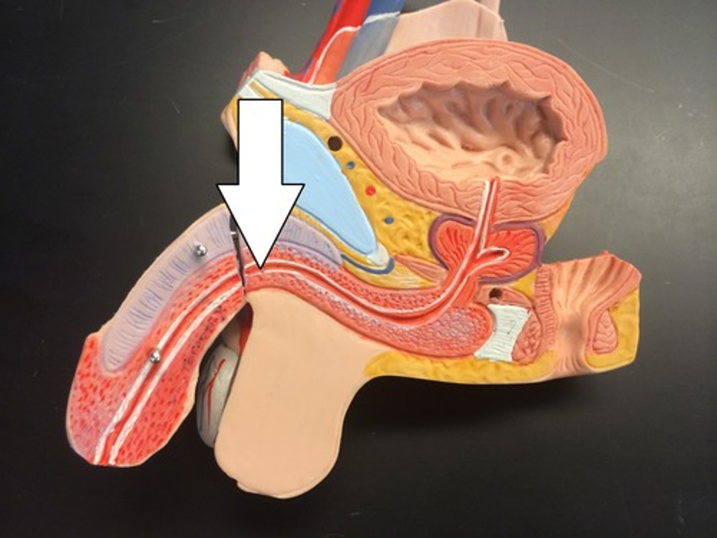 <p>The entire tube that secretes fluids</p>