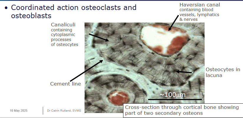 <ul><li><p>Contain a haversian canal (contains the nerves, blood and lymphatic vessels), canaliculi (contain cytoplasmic processes of osteocytes), cement line (around the whole osteon) and osteocytes (within lacuna(e)).</p></li><li><p>formed from an primary osteon</p></li><li><p>often formed due to remodelling needs</p></li><li><p>both primary and secondary have similar structure</p></li></ul><p></p>