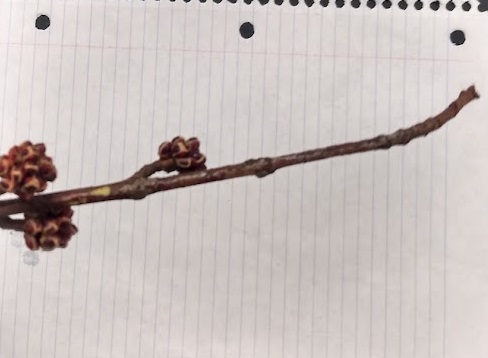 <p>roundish buds 2-4 pairs of scales; stinky twig</p>