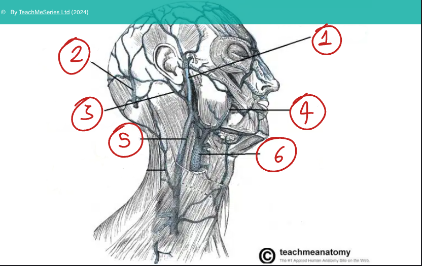 <ol><li><p>Retromandibular v.</p></li><li><p>Posterior auricular v.</p></li><li><p>Occipital v.</p></li><li><p>Facial v.</p></li><li><p>External jugular v.</p></li><li><p>Internal jugular v.</p></li></ol>