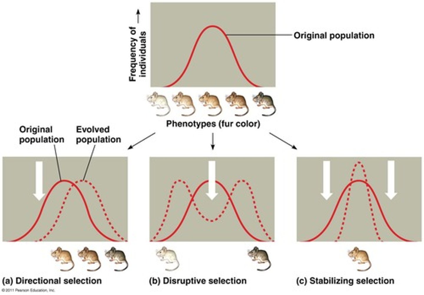 <p>One extreme phenotype favored.</p>