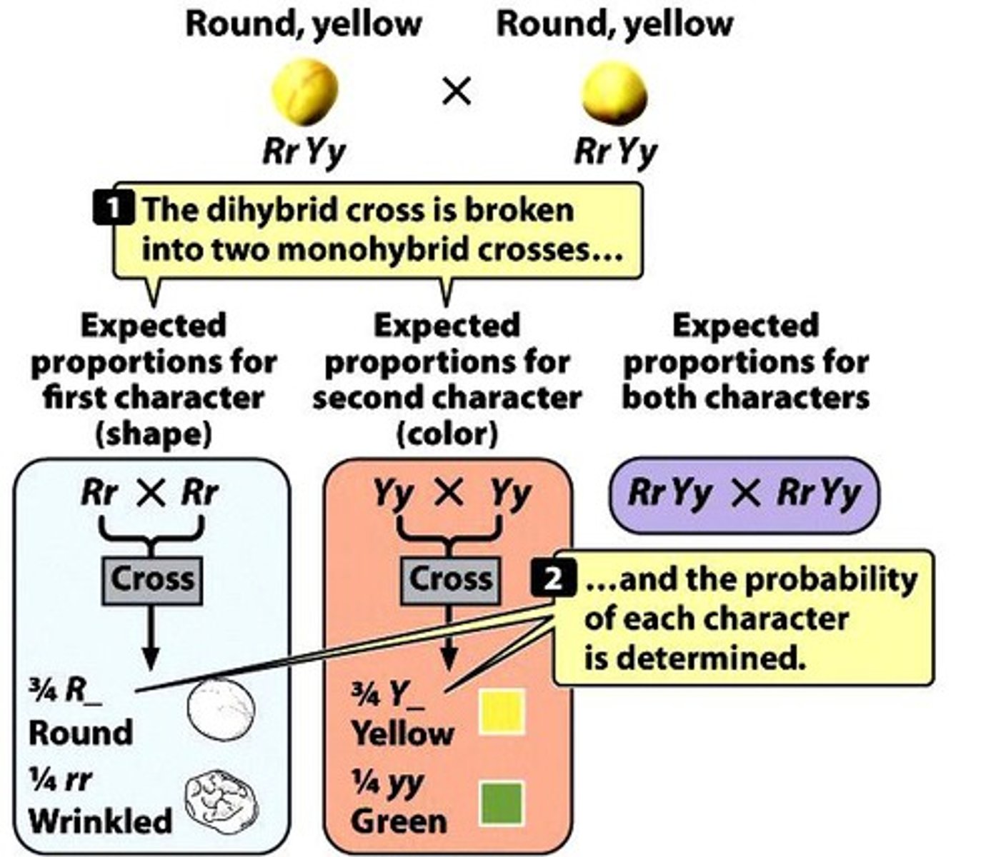 <p>Cross studying two independent characters simultaneously. Most often when both parents are heterozygous for both characteristics.</p>