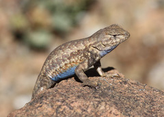 <p>Widespread throughout Utah • Incomplete gular fold • Males with blue patches on belly • Males with single blue patch on throat • Granular scales on rear thighs (see S. occidentalis) • Smaller scales along the back (in comparison to other scelops) • May have rust spot in axilla</p>