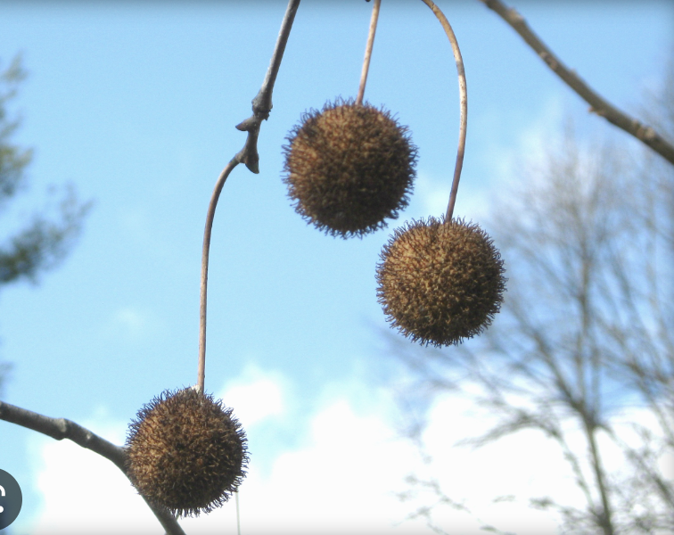 <p>American sycamore</p>