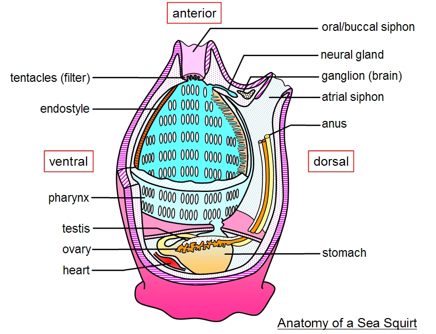 Tunicate endostyle