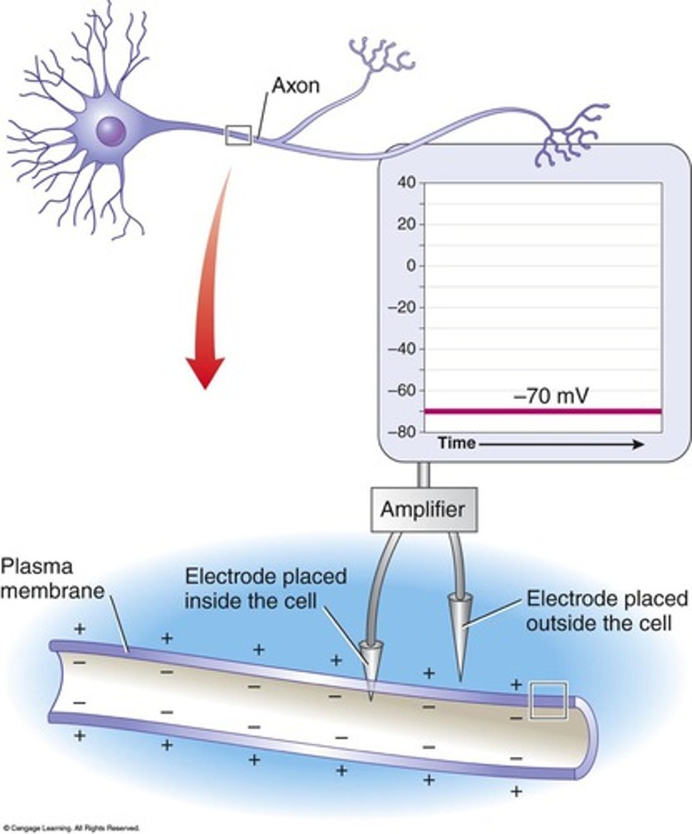 <p>The transmembrane potential of a neuron when it is not actively transmitting signals.</p>