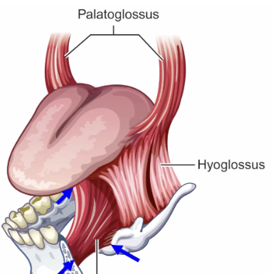 <p>extrinsic tongue muscle</p><p>attachments: mandible, midline tongue, hyoid</p><p>function 1: protrudes tongue by pulling root (hyoid) forward (/th/)</p><p>function 2: pull middle of tongue into trough (/s/)</p>