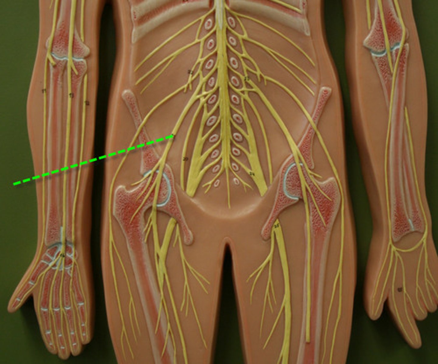 <p>Innervates skin and muscles (quadriceps) of anterior thigh and medial surface of leg from knee to foot</p>