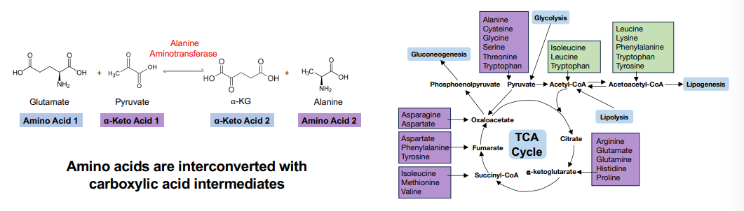<p>What are amino acids interconverted to?</p>