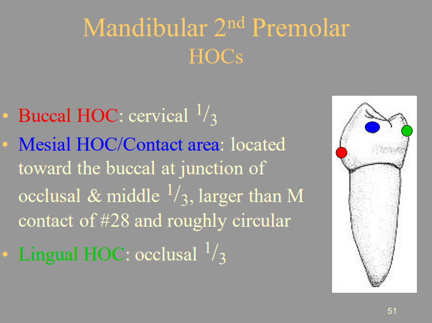 <p>C) Occlusal 1/3</p>