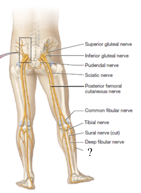 <p>provides motor innervation to the lateral leg</p>