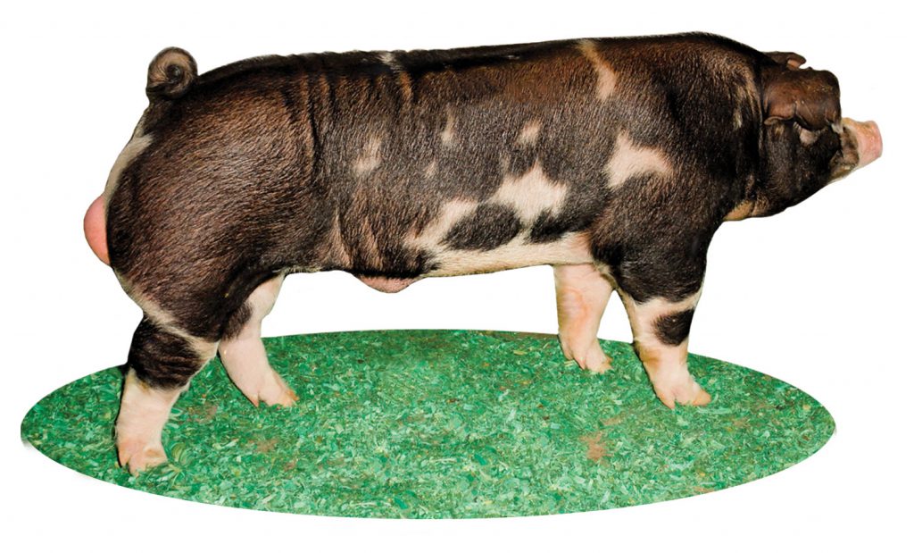 <p>Efficient feeder and noted for rapid weight gain</p>