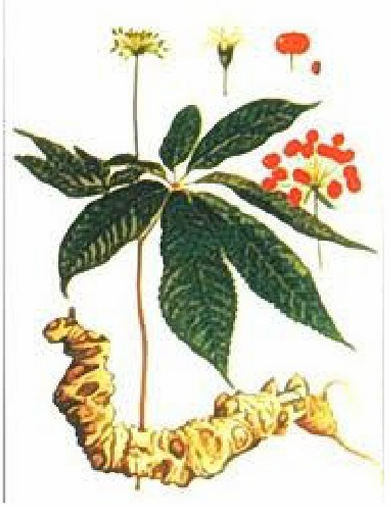 <p>Tác dụng - Panax ginseng  </p>
