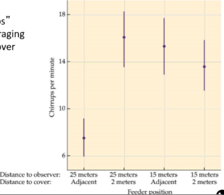 <ul><li><p>Predict→ solitary when predation risk is low, group when risk is high</p></li><li><p>Method→ manipulated the risk of predation:</p><ul><li><p>distance from predator→ was 25m or 15m away from bird</p></li><li><p>distance from cover→ near (adjacent) or 2m away from bird</p></li><li><p>recorded the number of chirrups→ indicates if they are trying to attract the group</p></li></ul></li><li><p>Results→</p><ul><li><p>fewer chirrups when foraging closer to cover and further from predator</p></li></ul><p>→ prefer to forage alone when predation risks are low</p><p>→ prefer to forage together when predation risks are high</p></li></ul><p><strong>→ have altered their short-term behaviour to avoid the costs of group foraging</strong></p>