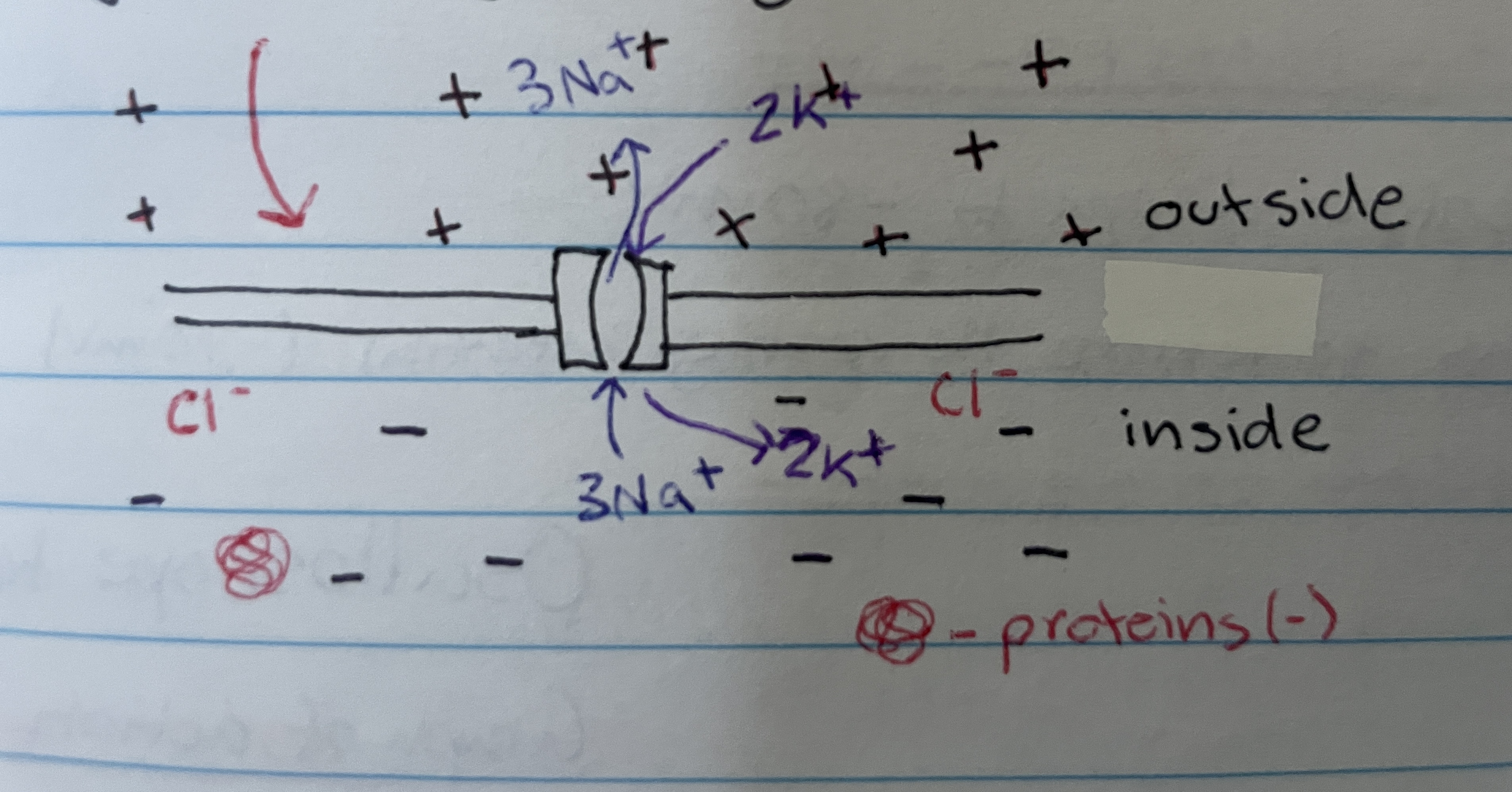 <p>When in a resting state it maintains the concentration gradient/electrochemical gradient by pumping 3 Na⁺ out and 2 K⁺ in</p>