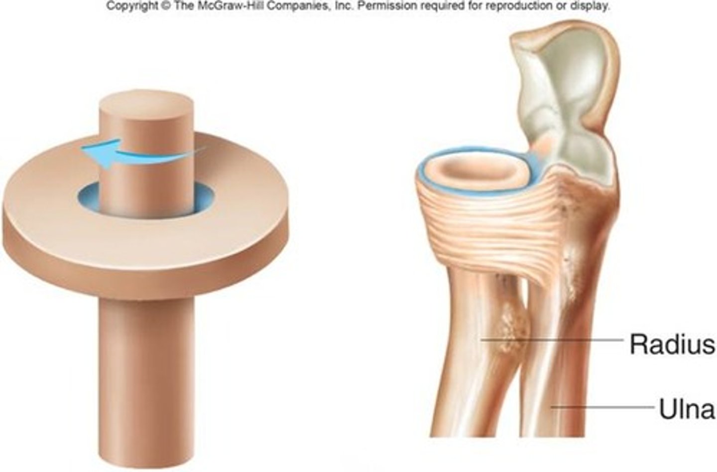 <p>rotating bone turns around an axis; i.e. connection between radius/ulna and humerus</p>