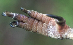 <p>Proximal phalanges of digits 2 and 3 are fused to some extent</p>