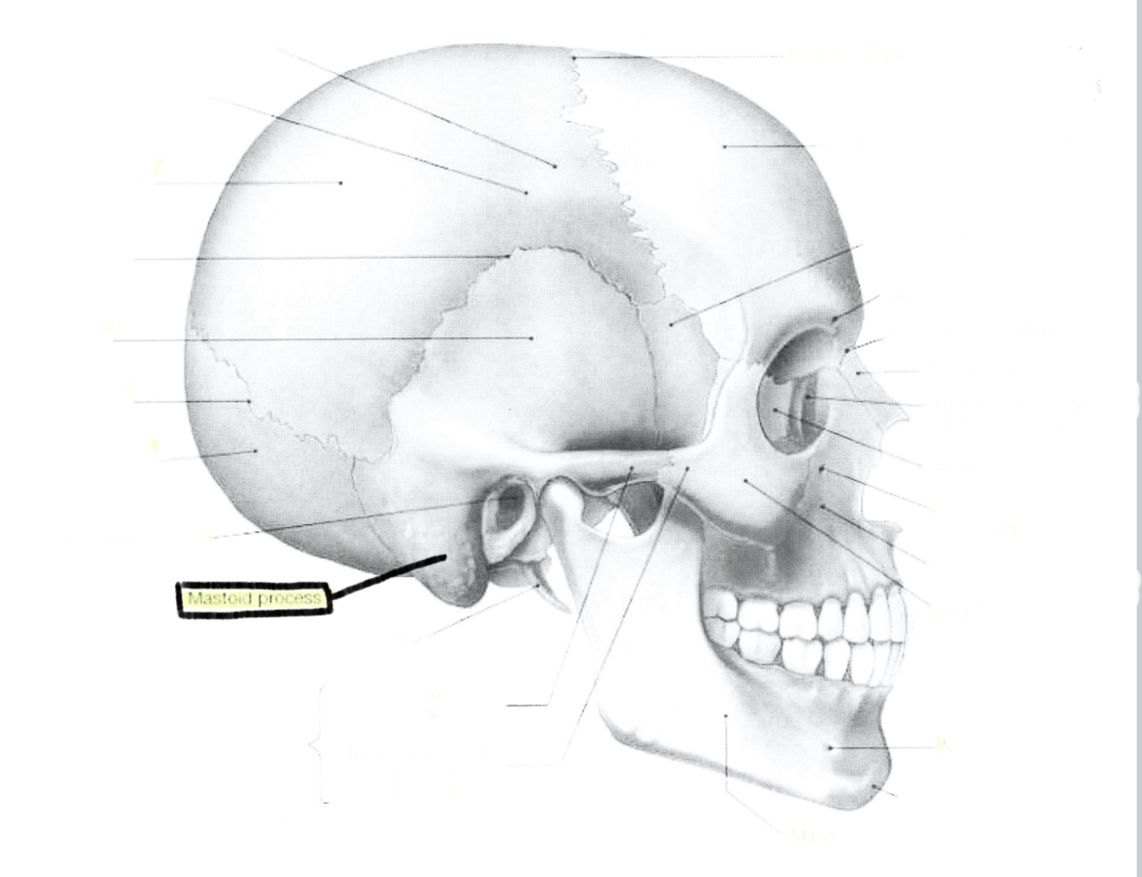 <p>Mastoid process</p>