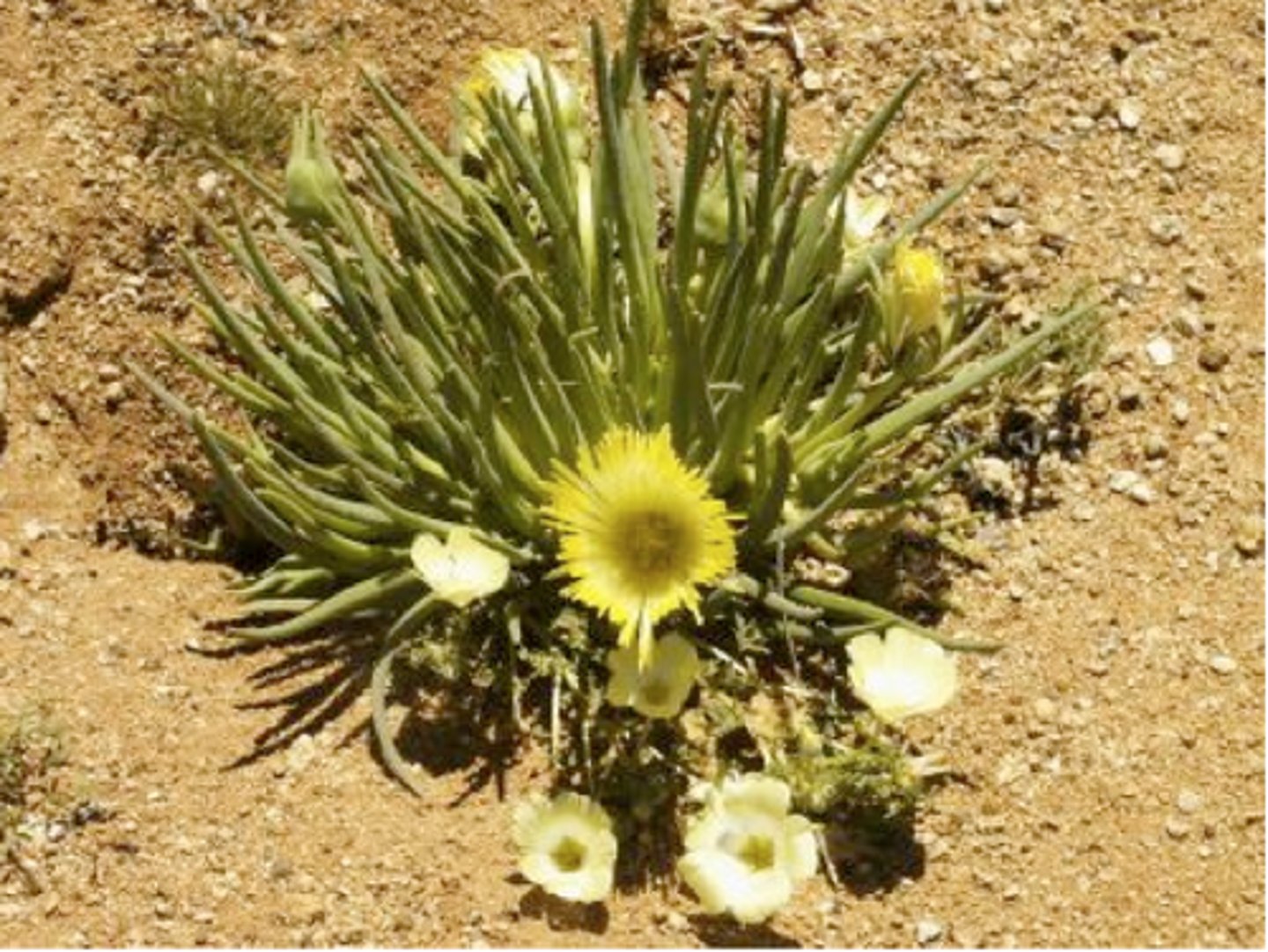 <p>Traits: Dominated by non-native annuals; result of agriculture, grazing, or development.</p><p>Plant Adaptations: Rapid lifecycle, prolific seed production, disturbance tolerance.</p>