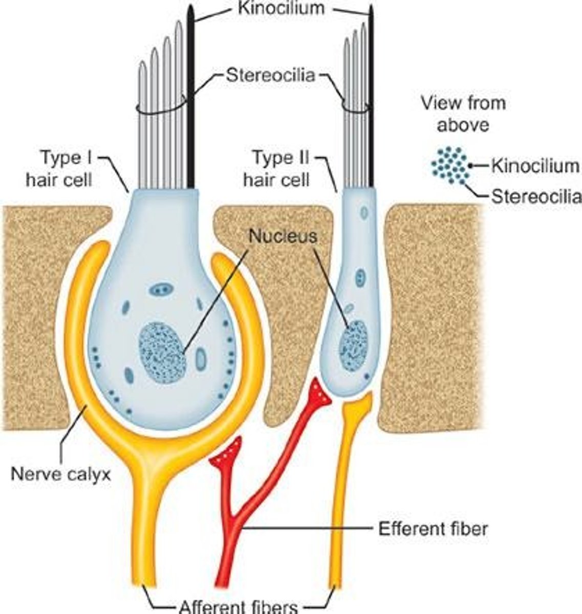 <p>Hair-like structures on hair cells.</p>