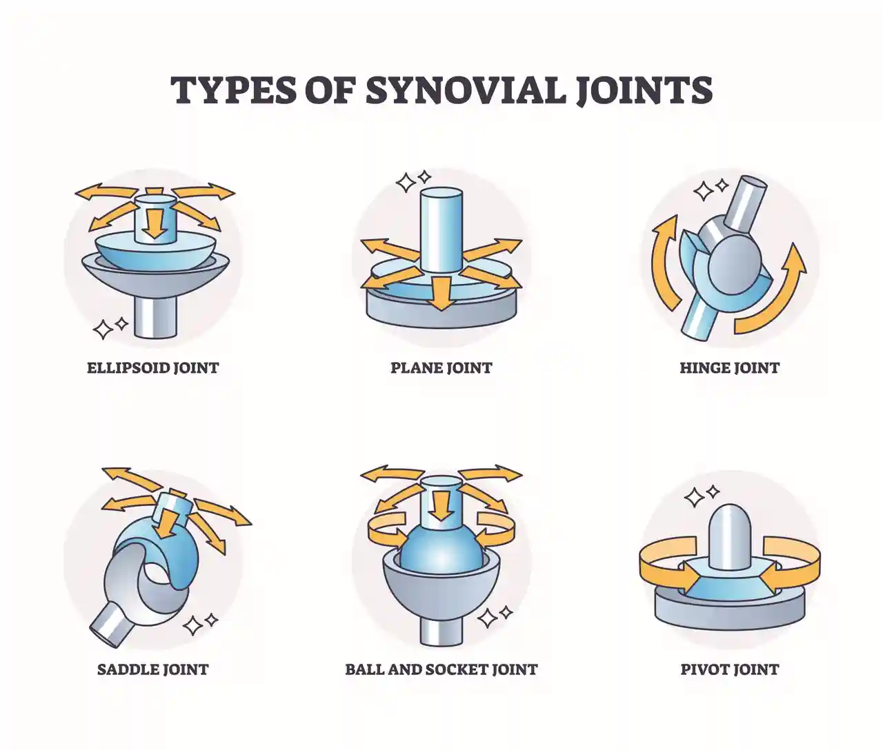 <p>allow free movement between the articulating bones. </p>