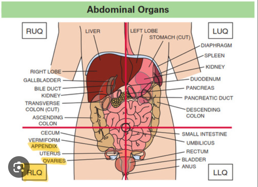 <p>Appendix, Right Ovary</p>
