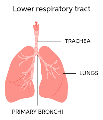 <p>trachea, bronchial tree, lungs</p>