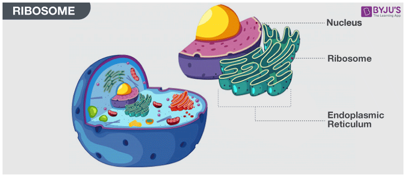 <p>Small round structures that can be attached to the E.R or free-floating in the cell, produced by the nucleolus</p><p>It makes many proteins for the cell </p>