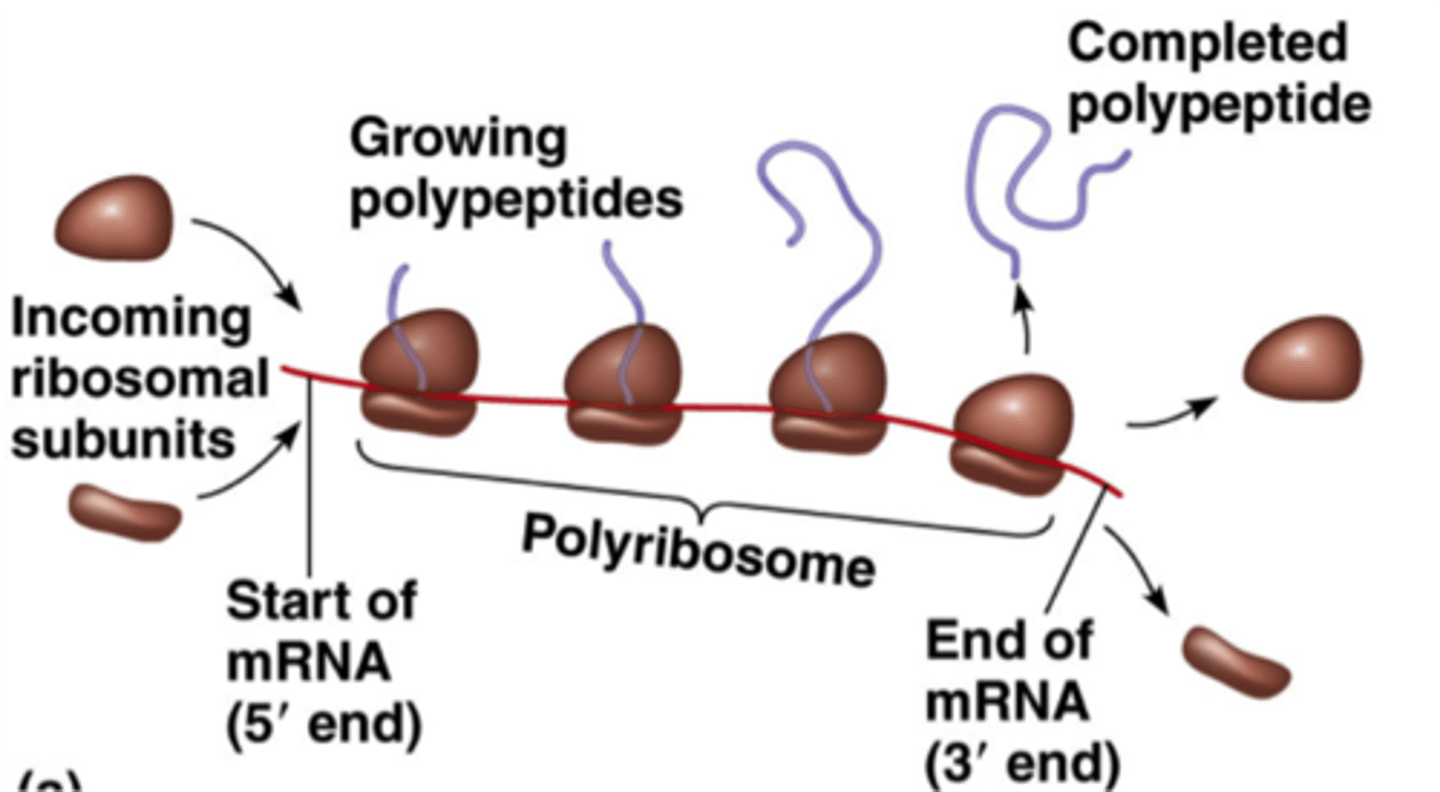 <p>A complex of multiple ribosomes on mRNA, allowing simultaneous translation.</p>