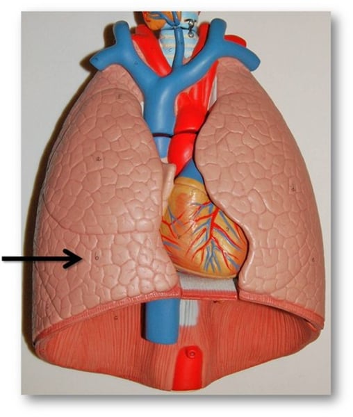 <p>What is the name of the structure?</p>