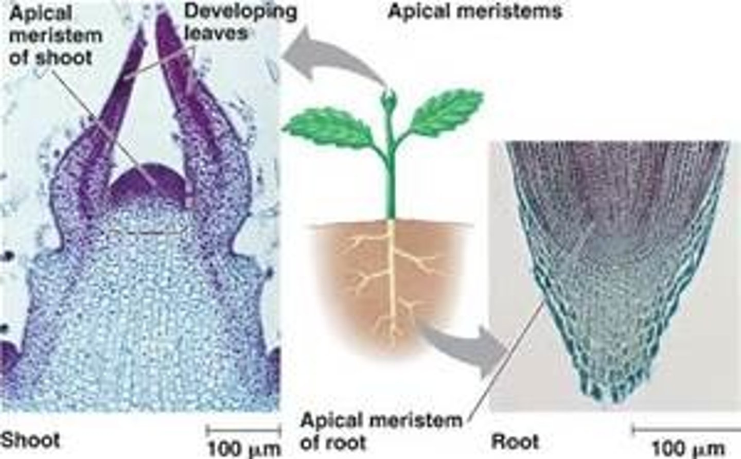 <p>Located at the tip of each root and shoot.</p>