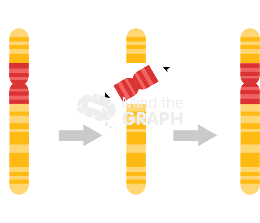 <p>Centromere included in the inverted region that is reattached </p>