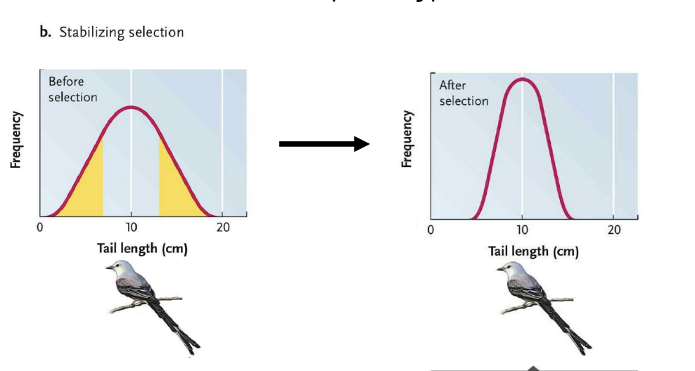 <ul><li><p>Favours individuals with intermediate phenotypes</p></li></ul><p></p>