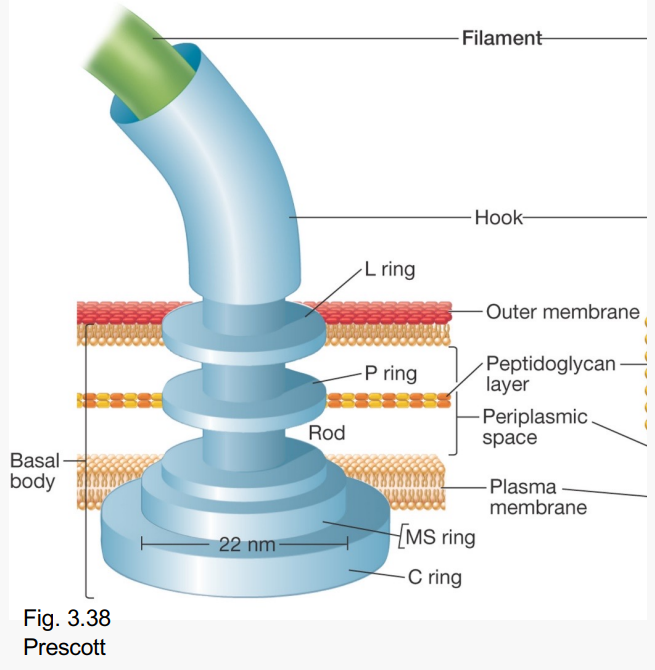 <p>What do these <strong>Basal body rings </strong>do?</p><p>-<strong>P</strong> and <strong>L</strong></p>