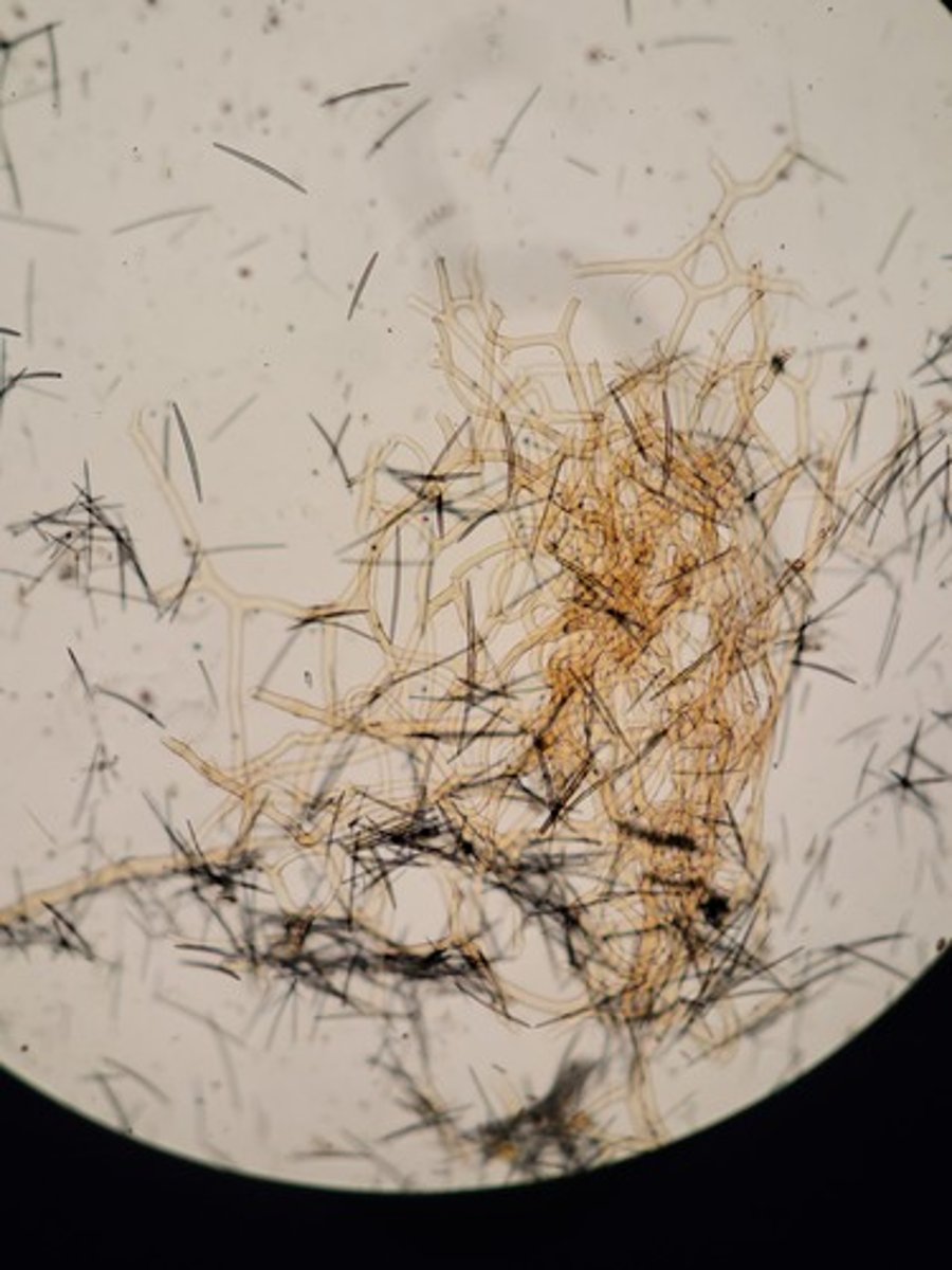 <p>Identify Taxonomy</p>