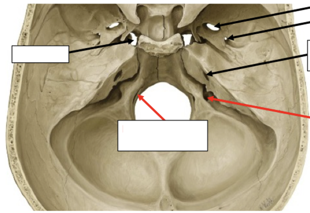 <p>Skull Foramina</p>