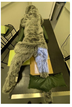 <ul><li><p>Sternal recumbency.</p></li><li><p>Sandbags can be used around the thorax to prevent tilting of the body and therefore axial rotation of the stifle.</p></li><li><p>The leg of interest is extended caudally with the stifle slightly rotated inwards and secured with a sandbag over the tarsus.</p></li><li><p>The contralateral limb is flexed and elevated and placed on a foam pad.</p></li><li><p>A foam pad can also be placed under the caudal abdomen on the contralateral side to assist with stabilisation.</p></li><li><p>Ensure the tail is secured away from the image.</p></li><li><p></p></li></ul><p></p>