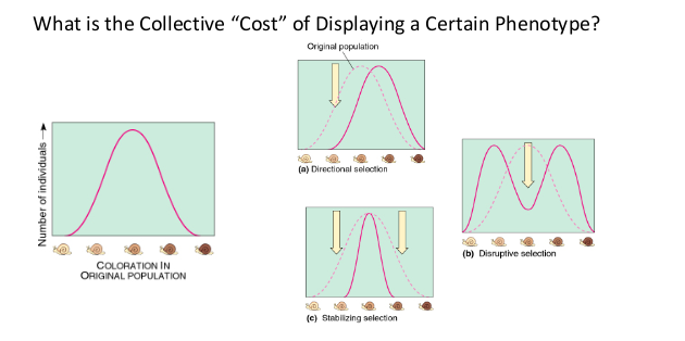 Darwinian Selection Alters Variation in a Population by Causing a Relative Loss or Gain of Individuals With Specific Phenotypes (and Associated Genotypes)