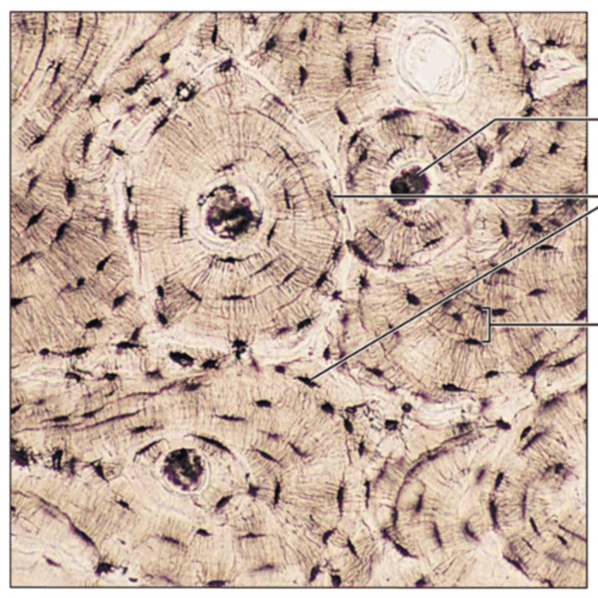 <p>Identify the tissue.</p>
