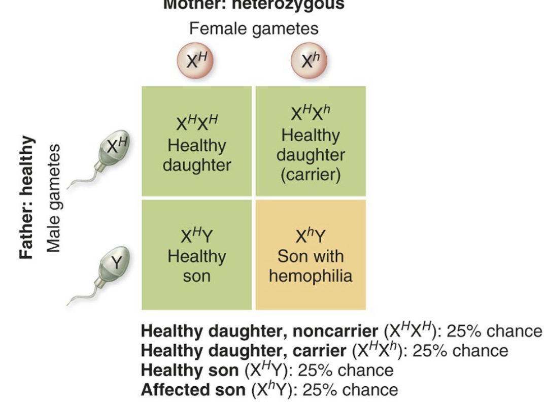 <p>Females must receive a recessive allele on both X chromosomes to express an X-linked recessive disorder. But a male only inherits one allele of an X-linked gene (because he gets a Y chromosome instead of a second X)</p>