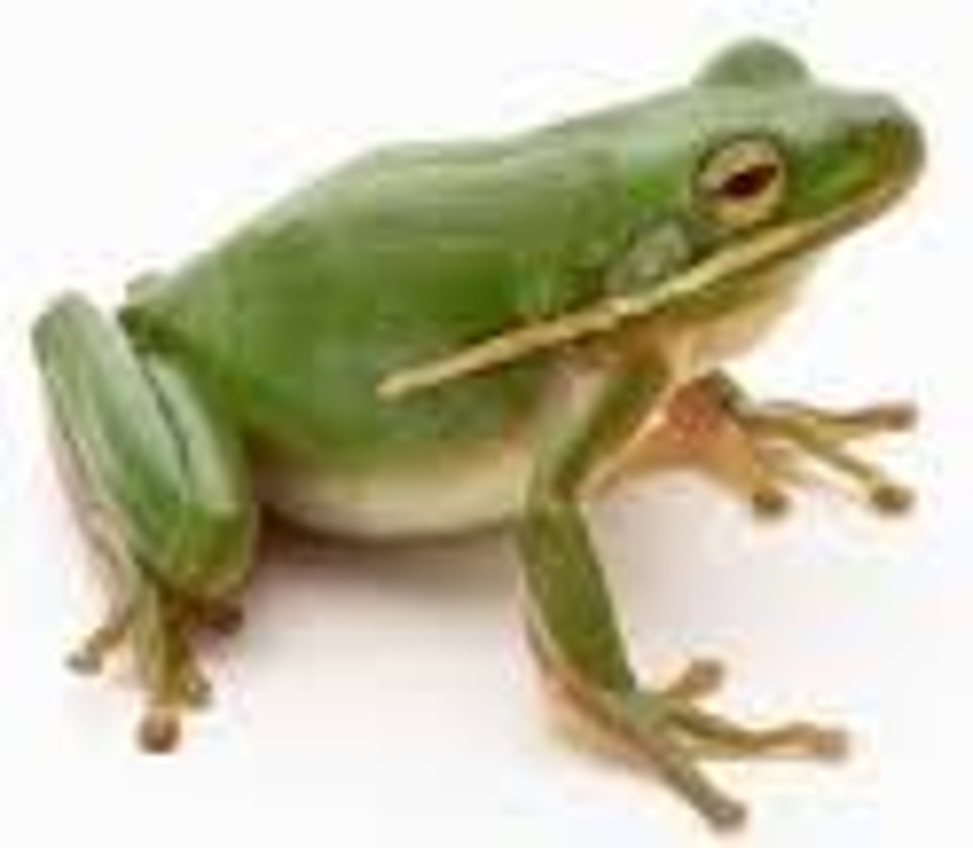 <p>une grenouille</p>