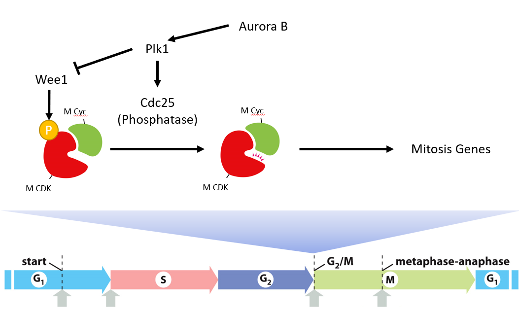 __during G2 phase__:

* **M Cdk-cyclin** complex is present
* **Wee1** phosphorylates M Cdk-cyclin to keep it inactive

\
__end of G2 phase__:

* **Aurora B** expression activated
* Aurora B activates **Plk1**
* Plk1 phosphorylates **Wee1** (inactivates) and phosphorylates **Cdc25** (activates)
* Cdc25 is a phosphatase that dephosphorylates (activates) **M Cdk-cyclin**