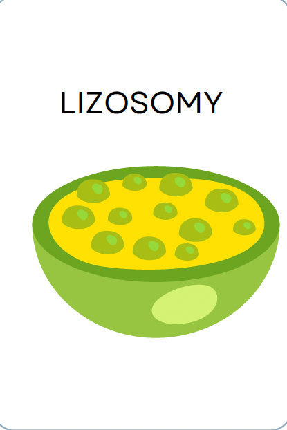 <p>LIZOSOMY</p>