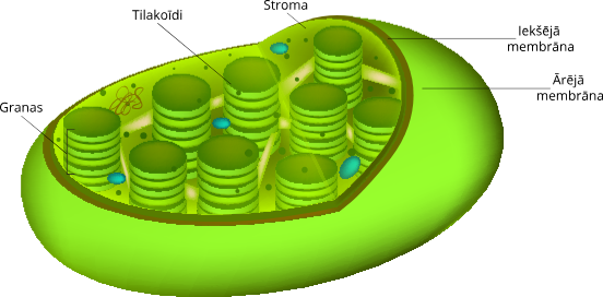 <ul><li><p>granas</p></li><li><p>tilakoīds</p></li><li><p>stroma</p></li><li><p>iekšējā membrāna</p></li><li><p>ārējā membrāna</p></li></ul><p></p>