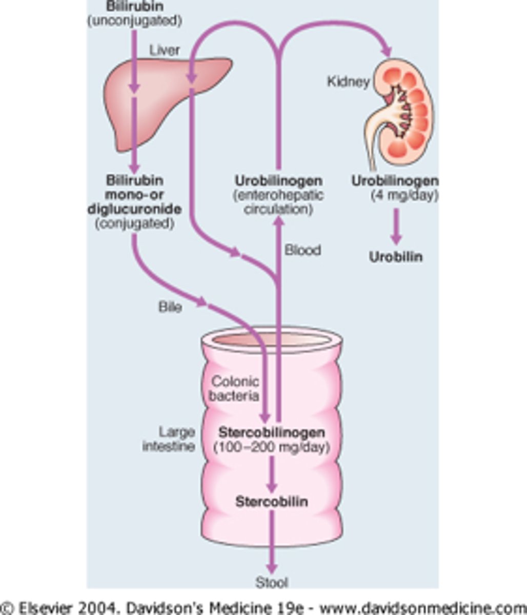 <p>Intestinal bacteria convert conjugated bilirubin to urobilinogen</p>