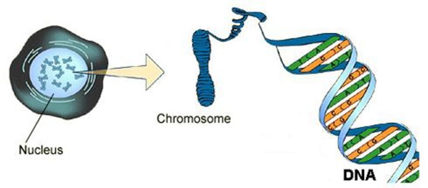 <p>A threadlike, gene-carrying structure found in the nucleus. Each chromosome consists of one very long DNA molecule and associated proteins.</p>
